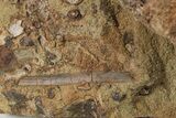 Dinosaur Tendons and Bones in Situ - Lance Formation, Wyoming #227512-3